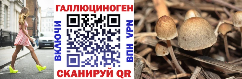 Псилоцибиновые грибы Psilocybe  Купить  Строитель 